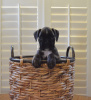 Recon x Paris puppy
